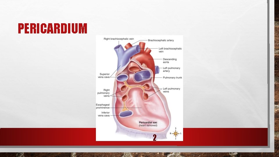 PERICARDIUM 2 