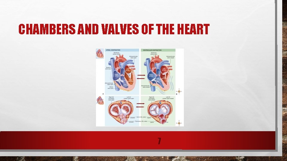 CHAMBERS AND VALVES OF THE HEART 7 