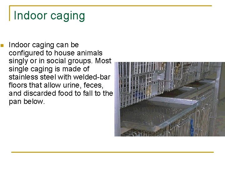 Indoor caging n Indoor caging can be configured to house animals singly or in