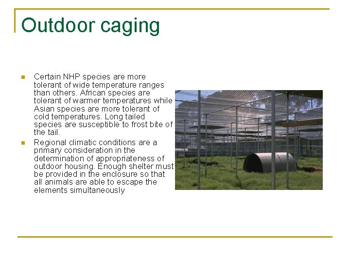 Outdoor caging n n Certain NHP species are more tolerant of wide temperature ranges