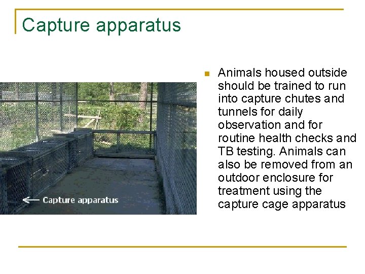 Capture apparatus n Animals housed outside should be trained to run into capture chutes