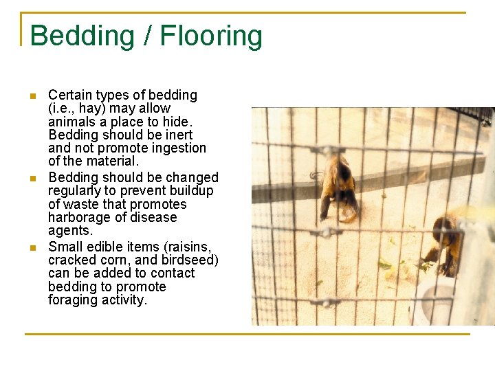 Bedding / Flooring n n n Certain types of bedding (i. e. , hay)