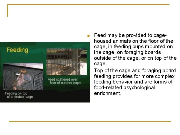 n Feed may be provided to cagehoused animals on the floor of the cage,