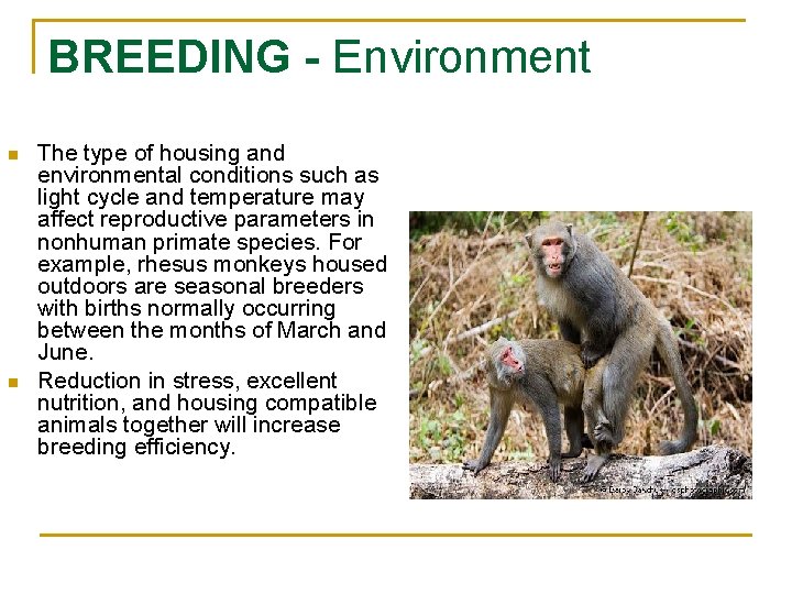 BREEDING - Environment n n The type of housing and environmental conditions such as