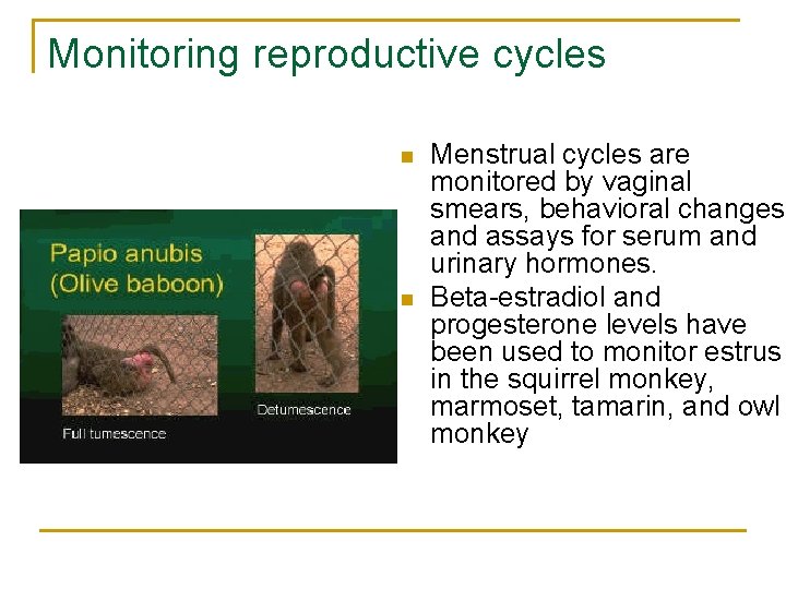 Monitoring reproductive cycles n n Menstrual cycles are monitored by vaginal smears, behavioral changes,