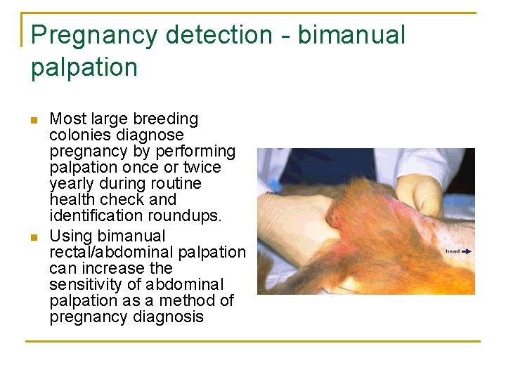 Pregnancy detection - bimanual palpation n n Most large breeding colonies diagnose pregnancy by