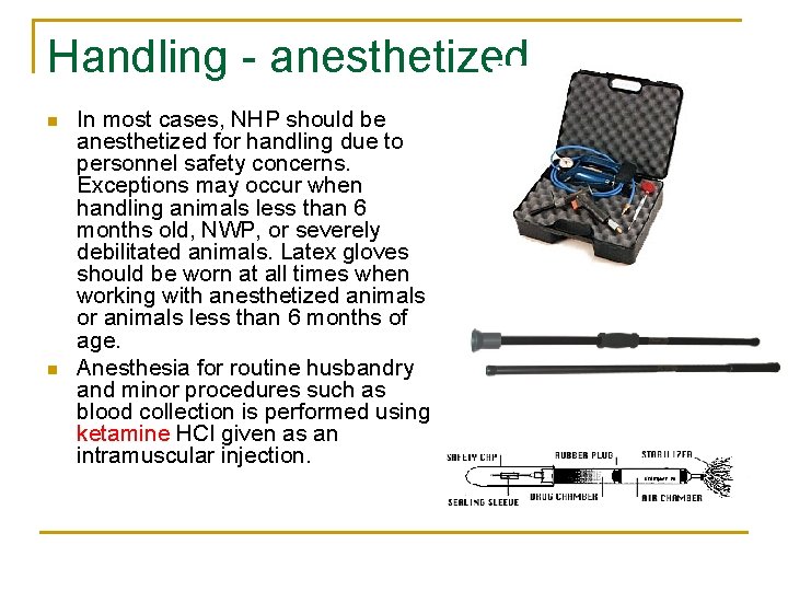 Handling - anesthetized n n In most cases, NHP should be anesthetized for handling