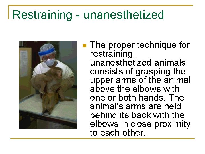 Restraining - unanesthetized n The proper technique for restraining unanesthetized animals consists of grasping