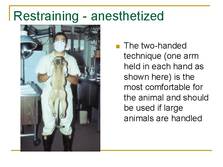 Restraining - anesthetized n The two-handed technique (one arm held in each hand as