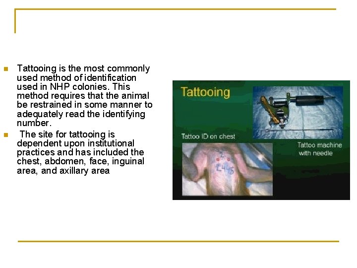 n n Tattooing is the most commonly used method of identification used in NHP