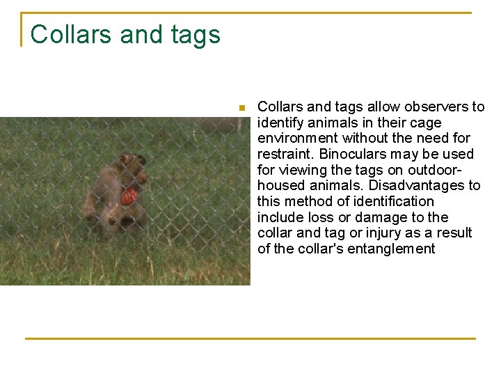 Collars and tags n Collars and tags allow observers to identify animals in their