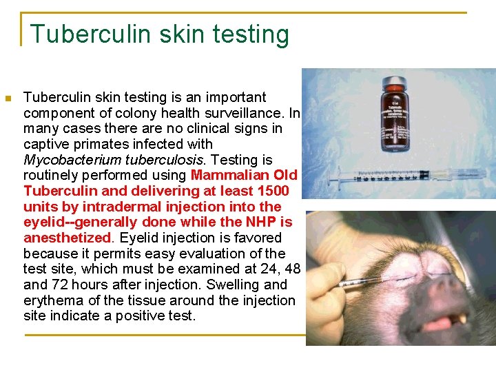 Tuberculin skin testing n Tuberculin skin testing is an important component of colony health