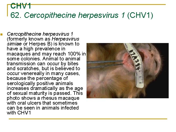 CHV 1 62. Cercopithecine herpesvirus 1 (CHV 1) n Cercopithecine herpesvirus 1 (formerly known