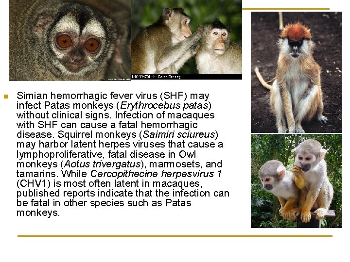 n Simian hemorrhagic fever virus (SHF) may infect Patas monkeys (Erythrocebus patas) without clinical