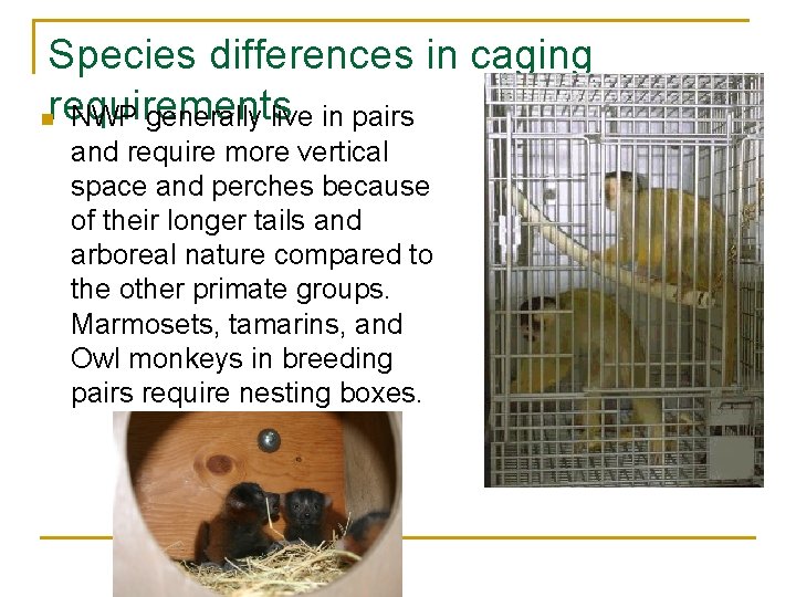 Species differences in caging nrequirements NWP generally live in pairs and require more vertical