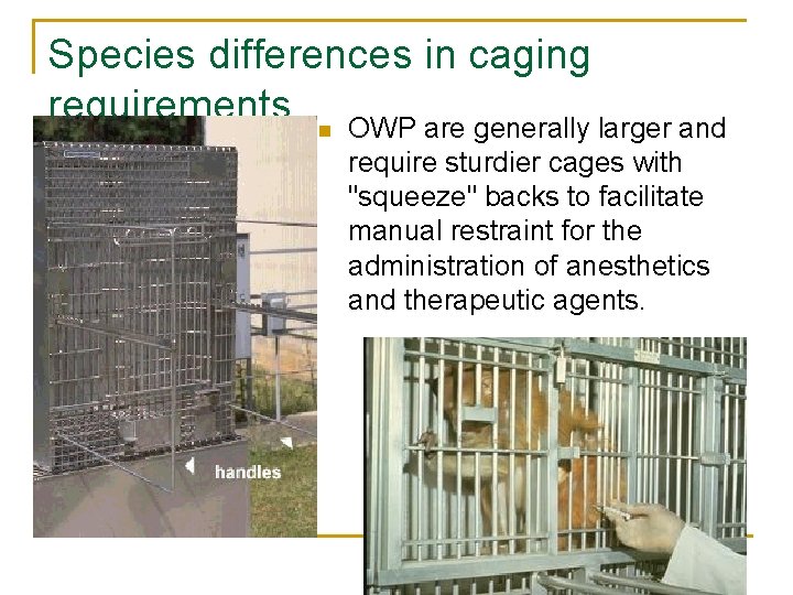 Species differences in caging requirements n OWP are generally larger and require sturdier cages