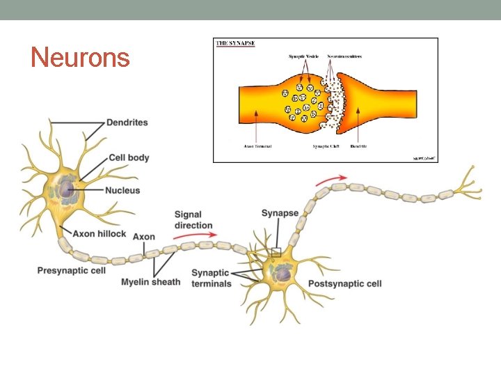 Neurons 