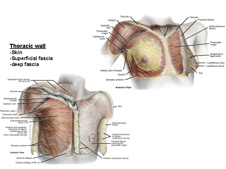 Thoracic wall -Skin -Superficial fascia -deep fascia 