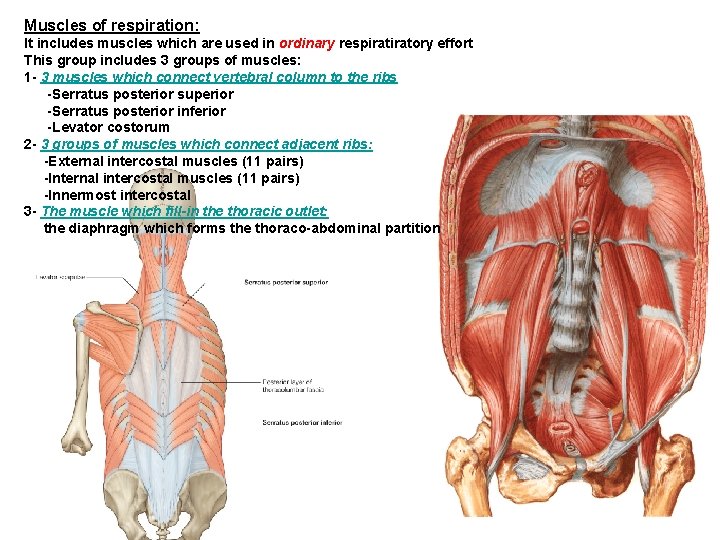 Muscles of respiration: It includes muscles which are used in ordinary respiratory effort This