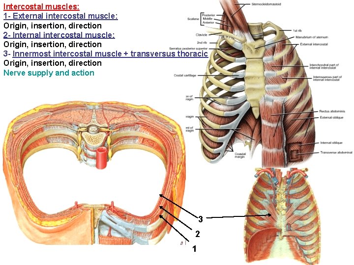 Intercostal muscles: 1 - External intercostal muscle: Origin, insertion, direction 2 - Internal intercostal