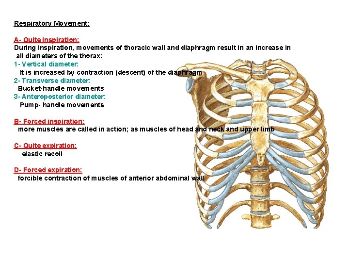 Respiratory Movement: A- Quite inspiration: During inspiration, movements of thoracic wall and diaphragm result