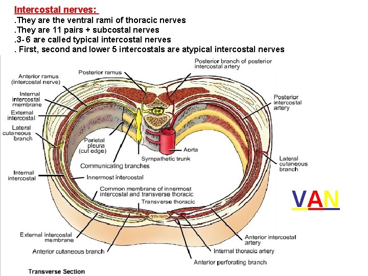 Intercostal nerves: . They are the ventral rami of thoracic nerves. They are 11