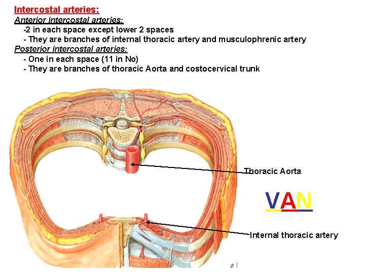 Intercostal arteries: Anterior intercostal arteries: -2 in each space except lower 2 spaces -