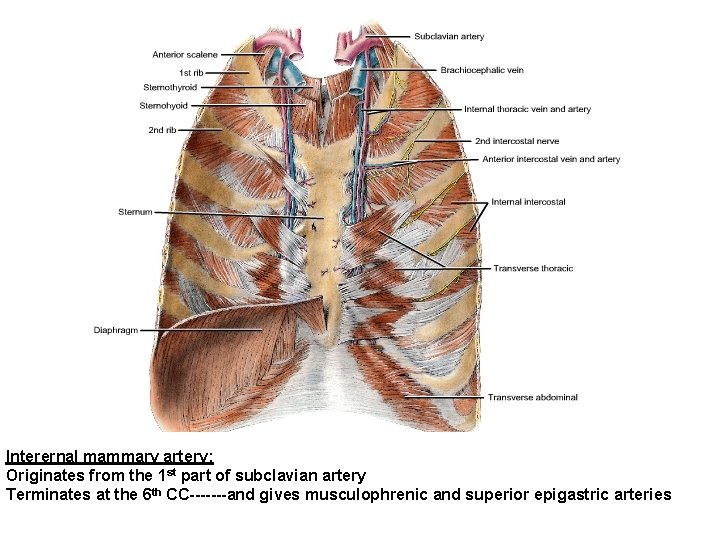 Interernal mammary artery: Originates from the 1 st part of subclavian artery Terminates at