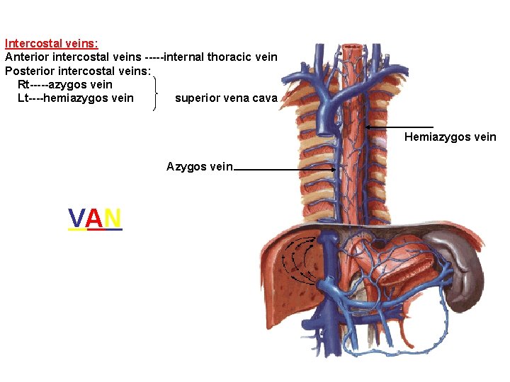 Intercostal veins: Anterior intercostal veins -----internal thoracic vein Posterior intercostal veins: Rt-----azygos vein Lt----hemiazygos