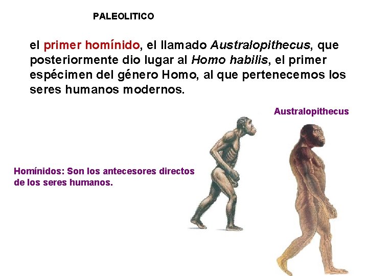 PALEOLITICO el primer homínido, el llamado Australopithecus, que posteriormente dio lugar al Homo habilis,