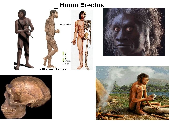 _ Homo Erectus 