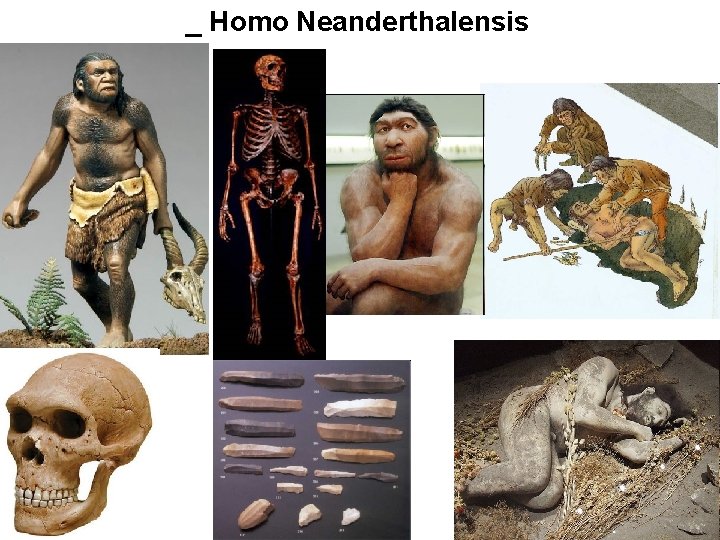 _ Homo Neanderthalensis 