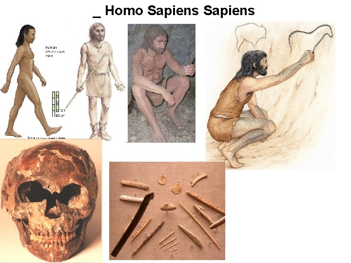 _ Homo Sapiens 