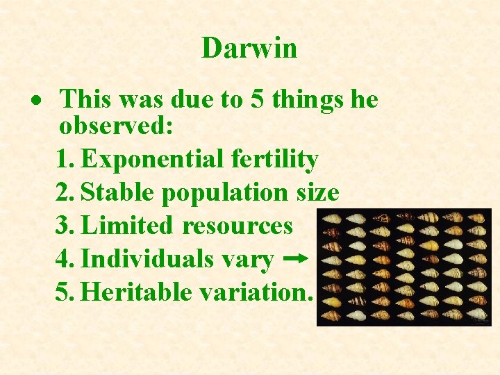 Darwin This was due to 5 things he observed: 1. Exponential fertility 2. Stable