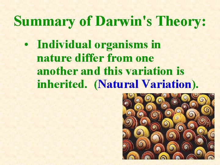 Summary of Darwin's Theory: • Individual organisms in nature differ from one another and
