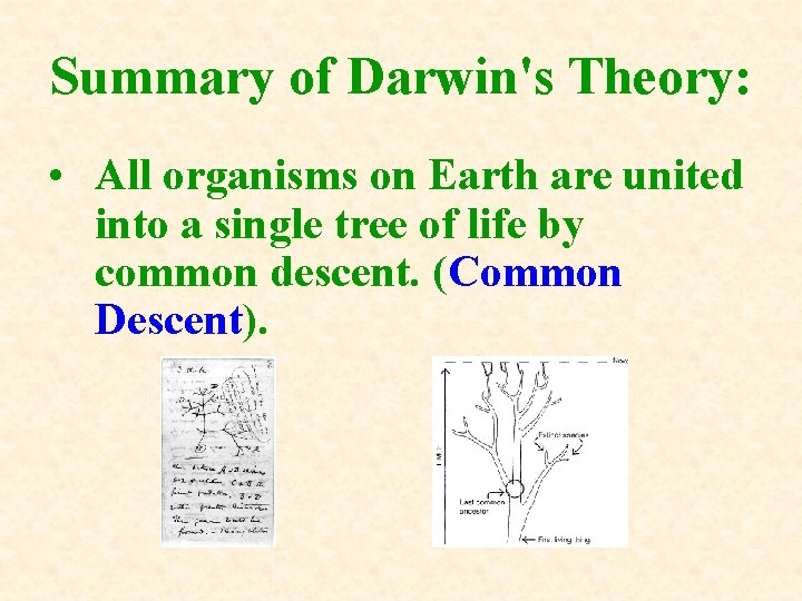 Summary of Darwin's Theory: • All organisms on Earth are united into a single