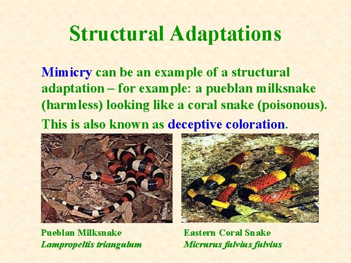 Structural Adaptations Mimicry can be an example of a structural adaptation – for example: