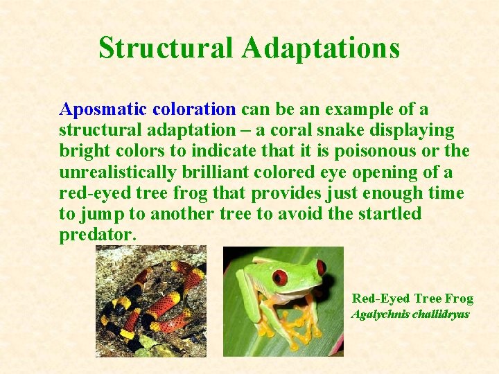 Structural Adaptations Aposmatic coloration can be an example of a structural adaptation – a
