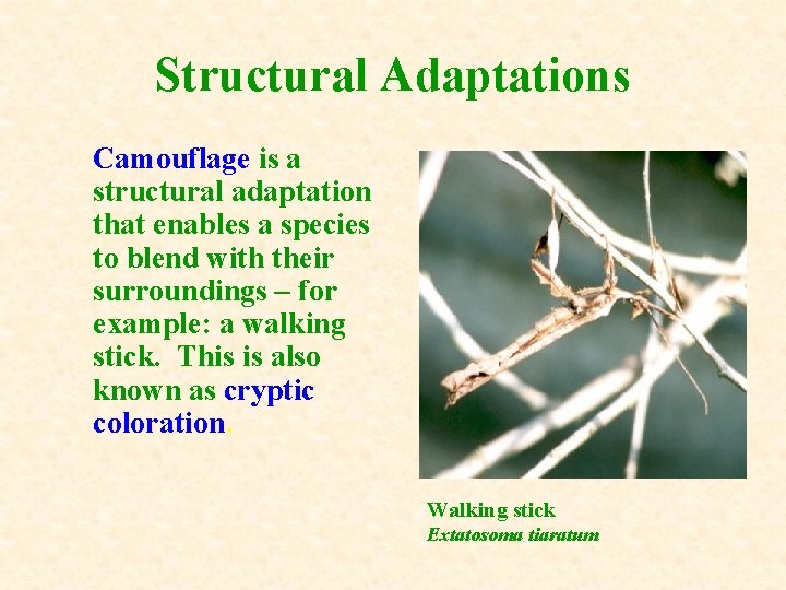 Structural Adaptations Camouflage is a structural adaptation that enables a species to blend with