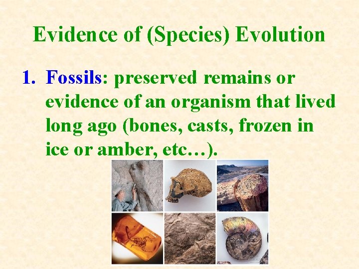 Evidence of (Species) Evolution 1. Fossils: preserved remains or evidence of an organism that