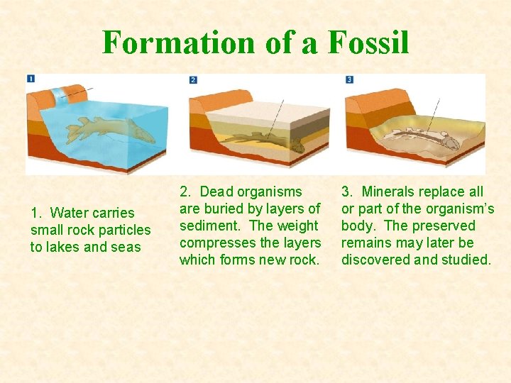 Formation of a Fossil 1. Water carries small rock particles to lakes and seas