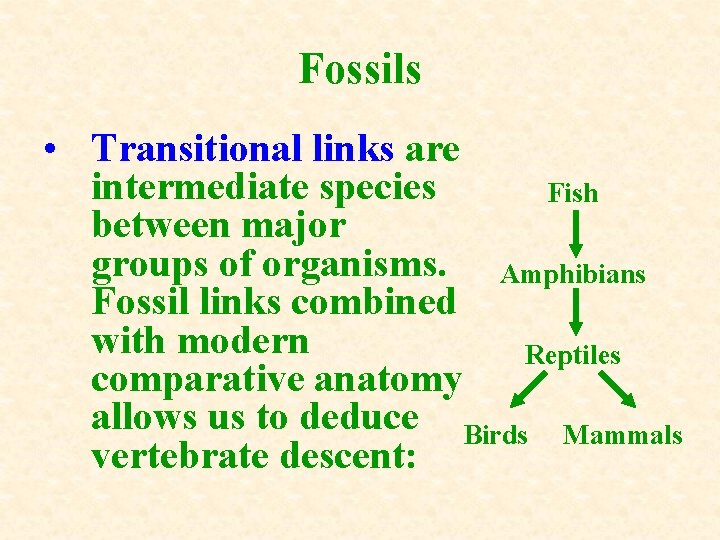 Fossils • Transitional links are intermediate species Fish between major groups of organisms. Amphibians