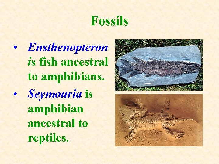 Fossils • Eusthenopteron is fish ancestral to amphibians. • Seymouria is amphibian ancestral to