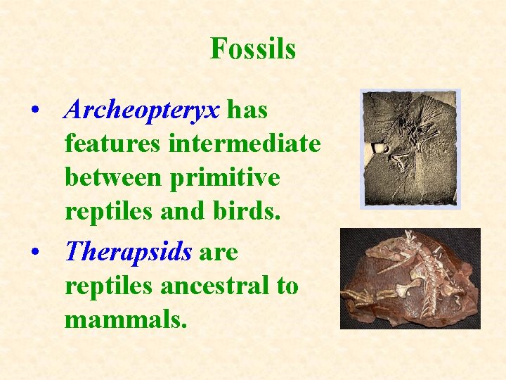 Fossils • Archeopteryx has features intermediate between primitive reptiles and birds. • Therapsids are