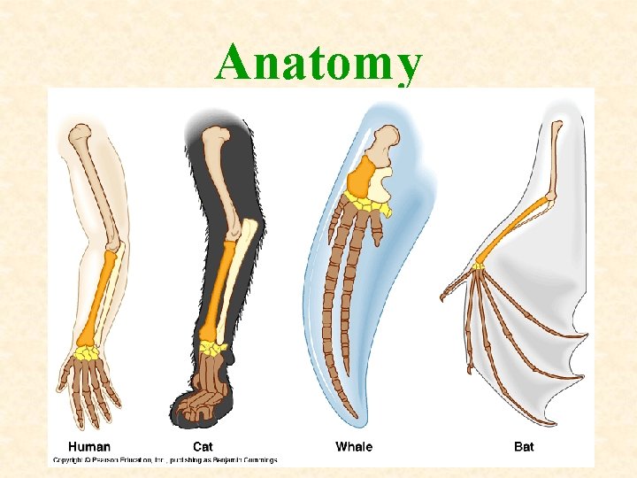 Anatomy 