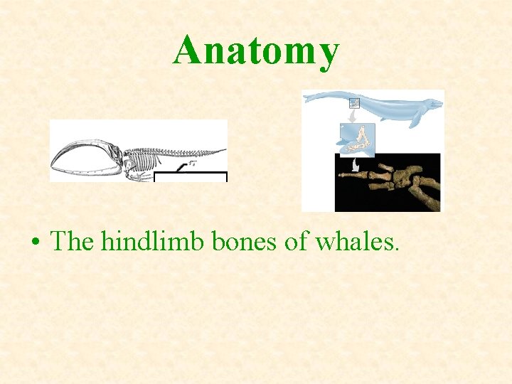 Anatomy • The hindlimb bones of whales. 