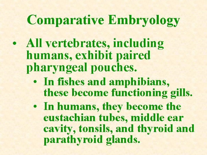 Comparative Embryology • All vertebrates, including humans, exhibit paired pharyngeal pouches. • In fishes