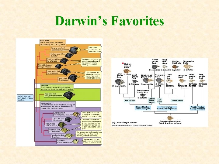 Darwin’s Favorites 