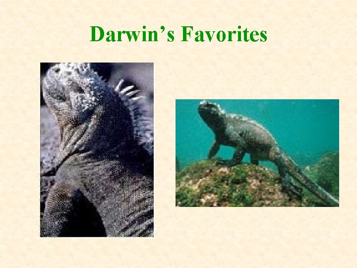 Darwin’s Favorites 