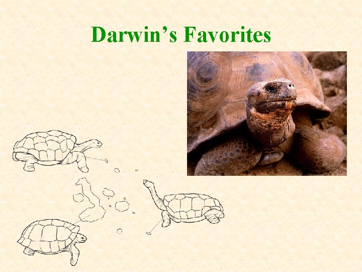 Darwin’s Favorites 